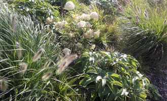 Planting in garden of project office the Blaricummermeent is blooming!